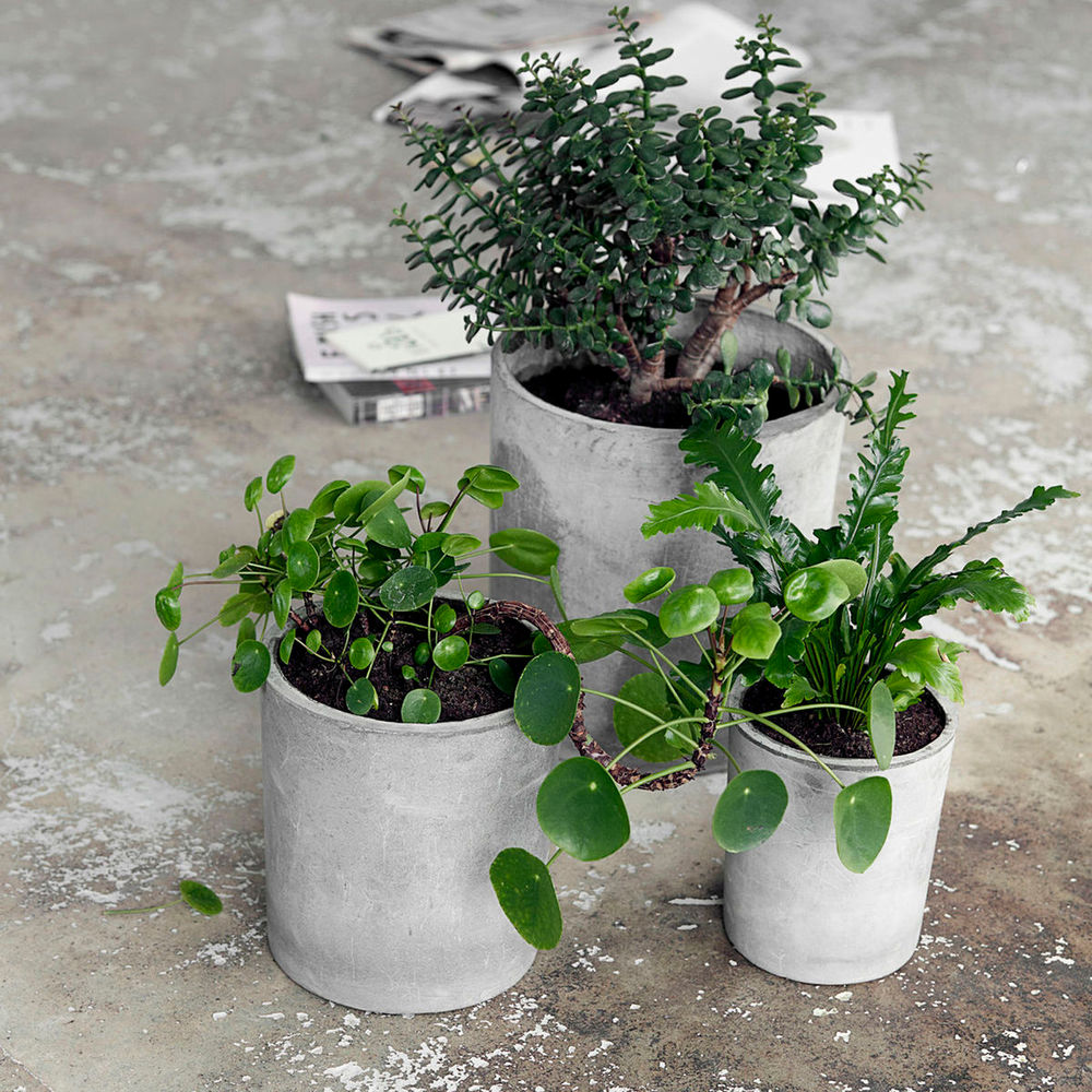 House Doctor Plants, Ave, gris clair